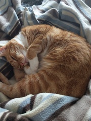 what is it with cats?