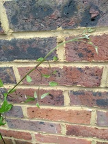 Is this a Clematis?