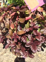 WHat plant is this please?