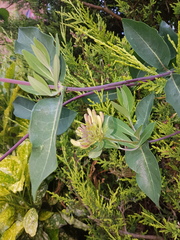 Plant ID help needed please...