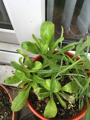 Plant ID