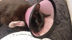 Amputation surgery on Thursday