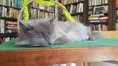 What's your DCat up to today? Episode 6, Return of the... Cats?