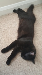 What's your DCat up to today? Episode 6, Return of the... Cats?