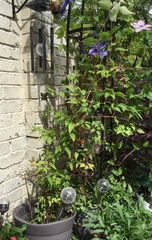 Any clematis experts about?