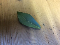 Shrub identification (might be a tree!)