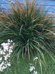 Plant ID again please.