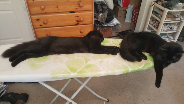 I want to show off my cat please