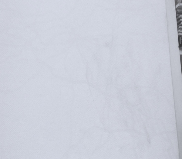 Damp/rot