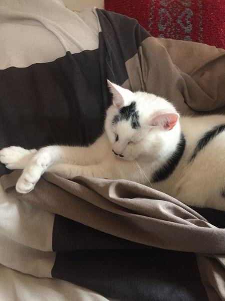 My boycat is the most handsome cat in the world