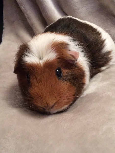 That time of year again. Keeping the Small Pets happy in the heat .