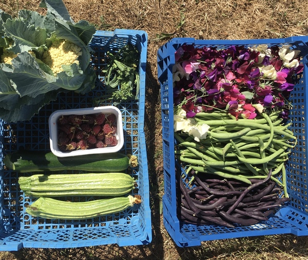 Allotment/Veg Patch Thread 12! Plotmenters hoping for better weather