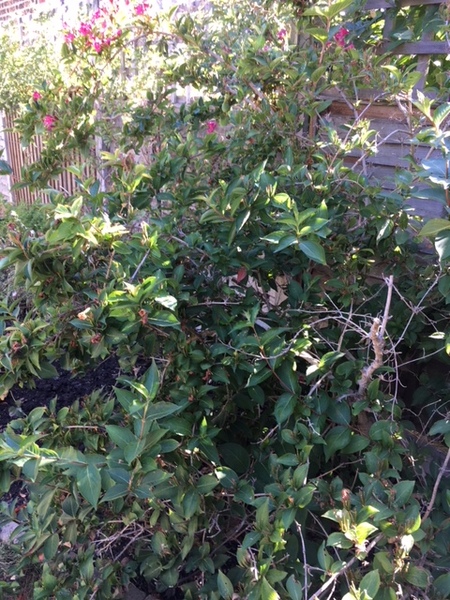 Weigela advice!