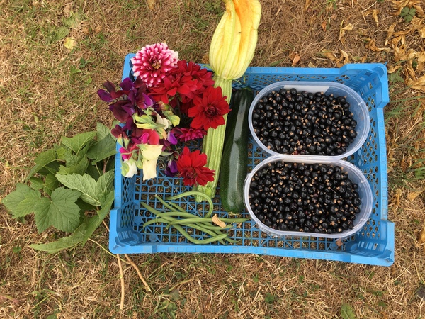 Allotment/Veg Patch Thread 12! Plotmenters hoping for better weather