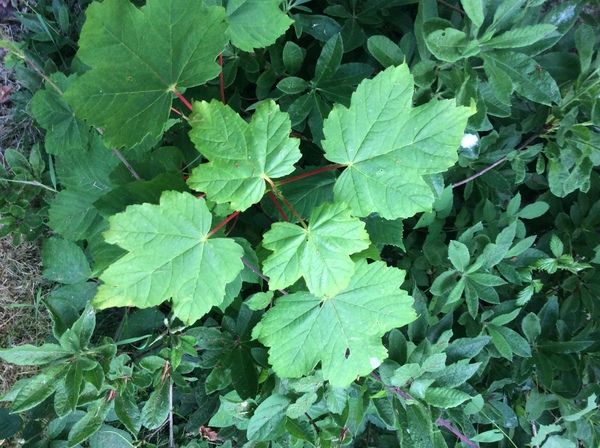 Sorry another plant Id one...