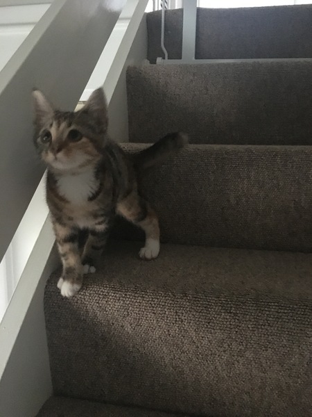 How old would you say this kitten is?