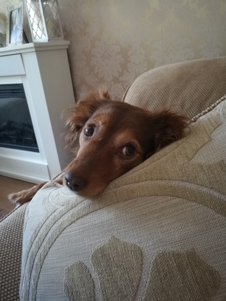 Is my dog the cutest??