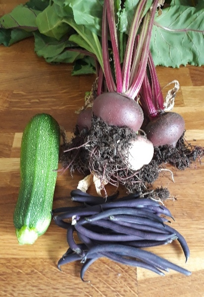 Allotment/Veg Patch Thread 12! Plotmenters hoping for better weather