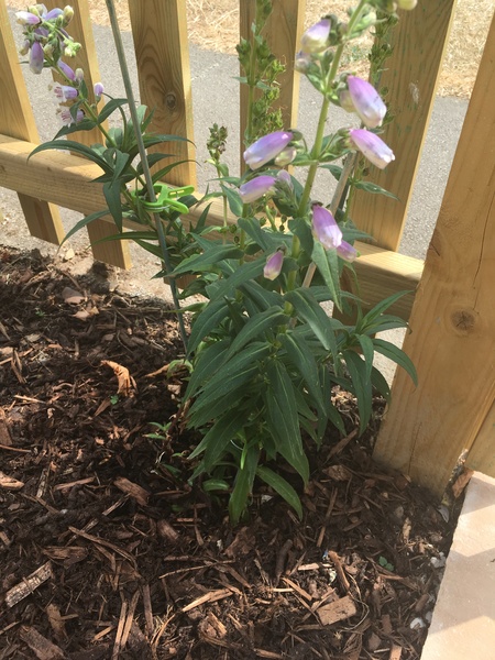 Plant ID please