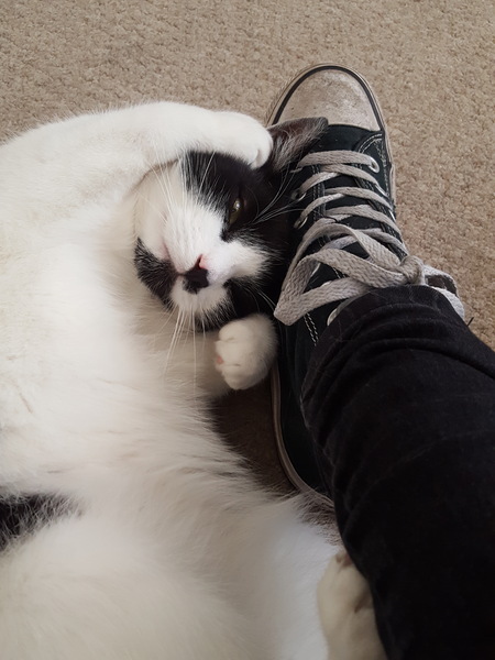 I want to show off my cat please