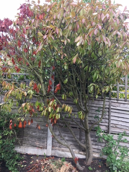 Pretty small tree suggestions for garden