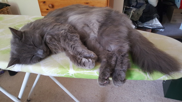 What's your DCat up to today? (Thread 7!)