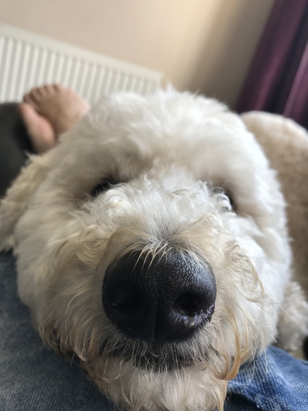 Is my dog the cutest??