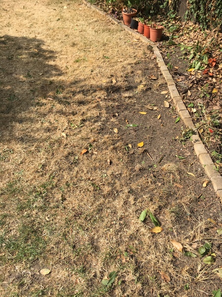 When to grow new lawn