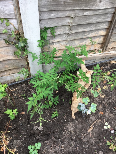 Is this a jasmine?