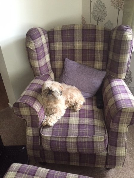 General Dog Chat Part III