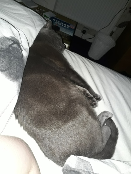 Does your dcat share your bed?