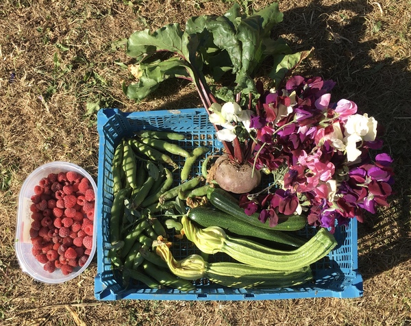 Allotment/Veg Patch Thread 12! Plotmenters hoping for better weather