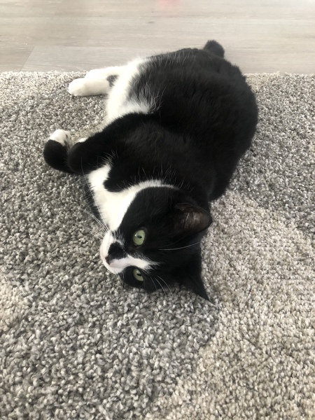 Today my cat is a twat because