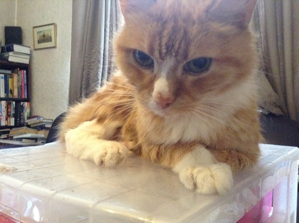 Today my cat is a twat because
