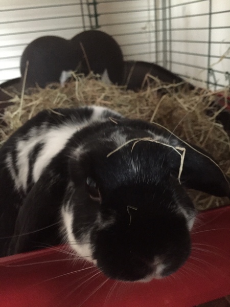 We've been turned down as adopters of rabbits (but not of children!)