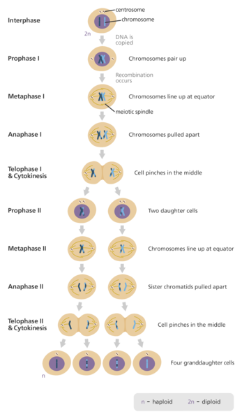 Biology Isn't Bigotry