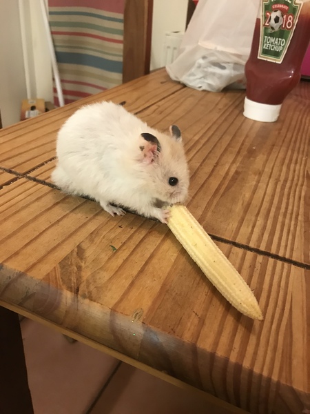 To ask if there’s a vet in the house?