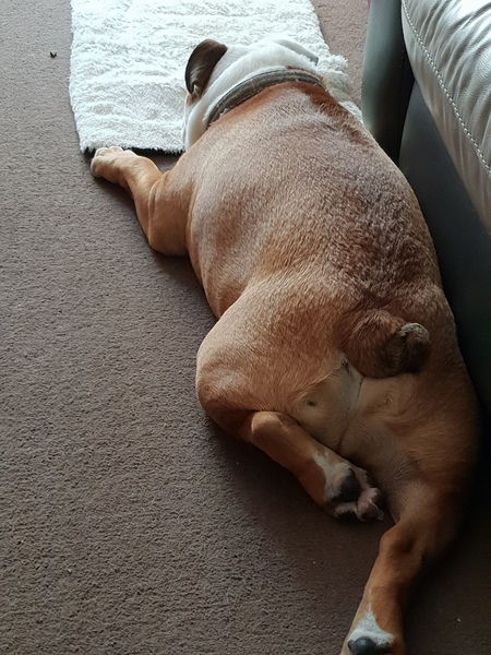 General Dog Chat Part III