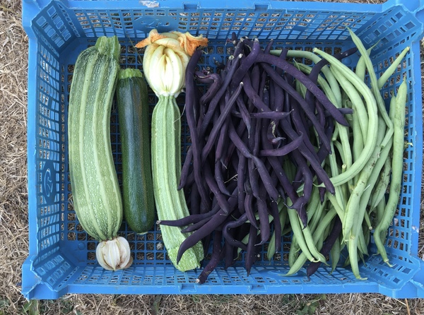 Allotment/Veg Patch Thread 12! Plotmenters hoping for better weather