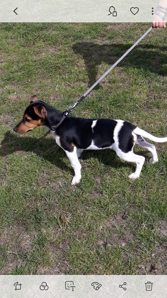 New dog