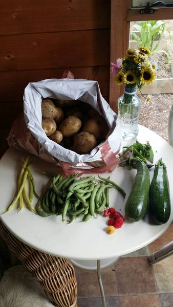 Allotment/Veg Patch Thread 12! Plotmenters hoping for better weather