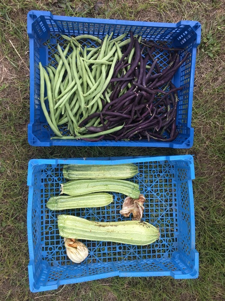 Allotment/Veg Patch Thread 12! Plotmenters hoping for better weather