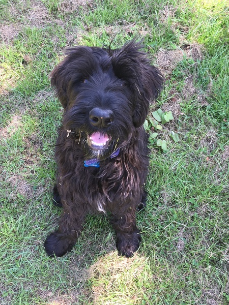 Is my dog the cutest??