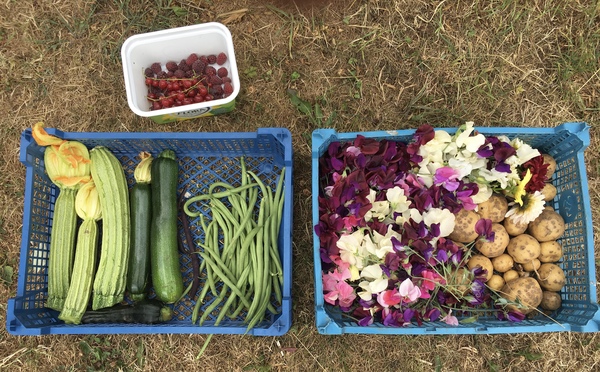 Allotment/Veg Patch Thread 12! Plotmenters hoping for better weather