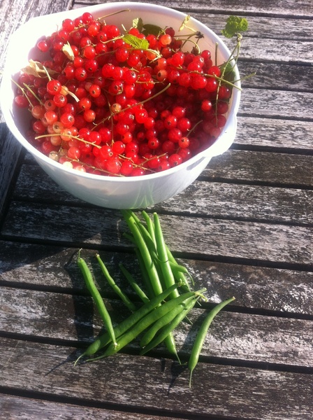 Allotment/Veg Patch Thread 12! Plotmenters hoping for better weather