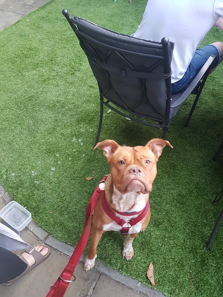 General Dog Chat Part III