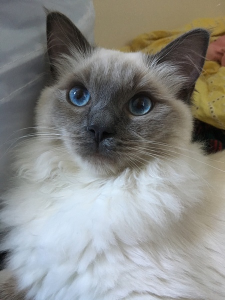 to get a kitten, even though I won't have anything to do with it?