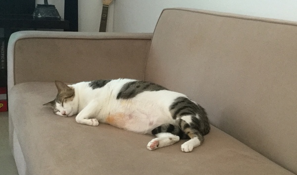 Help! I've curried my cat..