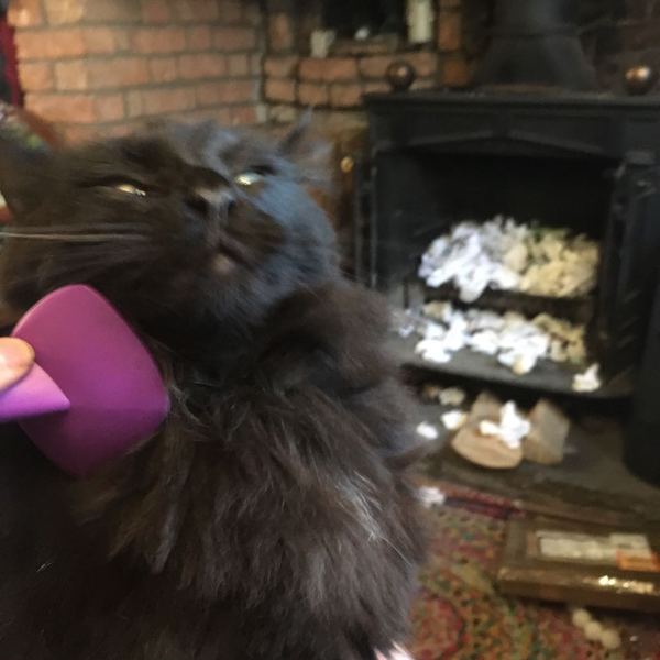 I want to show off my cat please