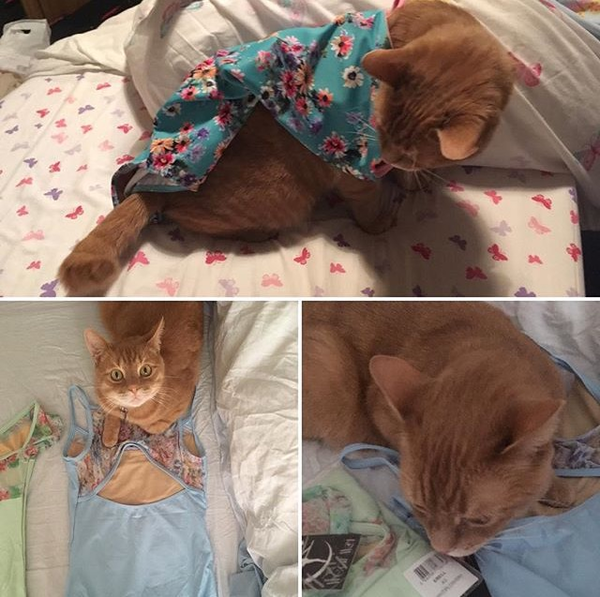 To think my cat is selling my knickers!!